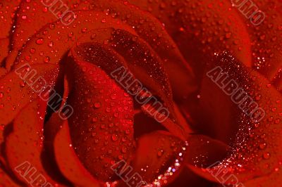 Red rose