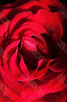 Red rose