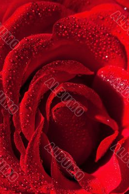 Red rose