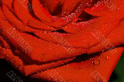 Red rose