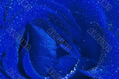 Blue rose