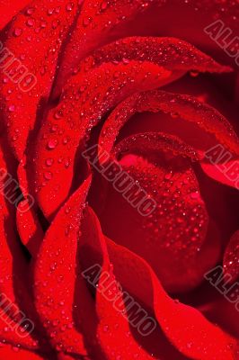 Red rose