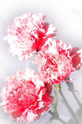 Carnation flowers