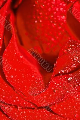 Red rose
