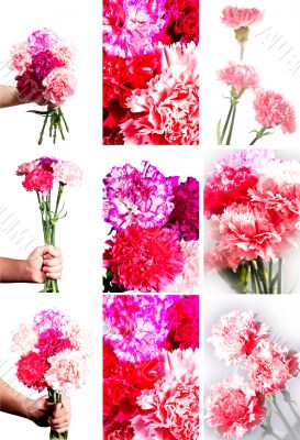set of images of flowers carnation