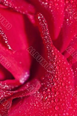 Red rose