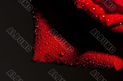Red rose
