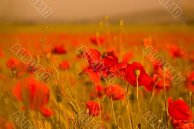 POPPY FLOWER