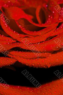 Red rose