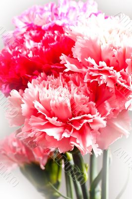 Carnation flowers