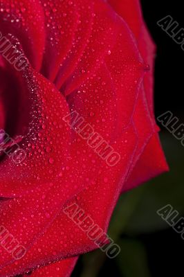 Red rose