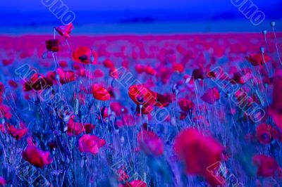 POPPY FIELD IN Blue