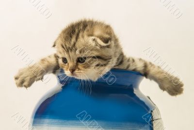 Scottish fold kitten