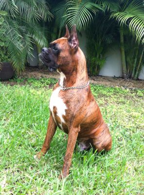 Boxer Dog
