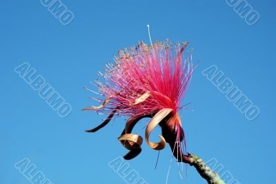 Shaving Brush Tree