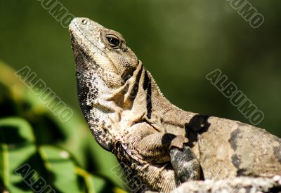 Iguana