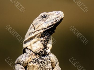 Iguana