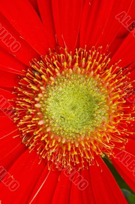 Gerbera