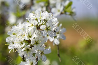Cherry Flowers