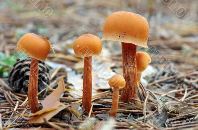 mushrooms growing in the forest 