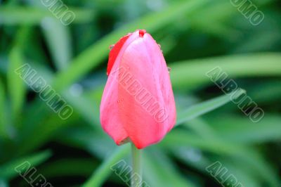 One single tulip