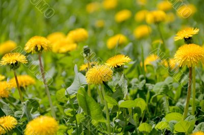 Yellow dandelions in summer