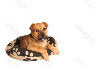 Mastiff puppy lying on a dog bed