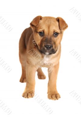 Boxer Mastiff Puppy