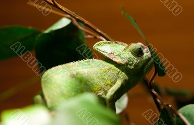 green lizard iguana on a tree branch