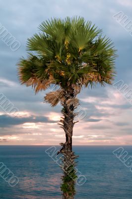 palm tree at sunset