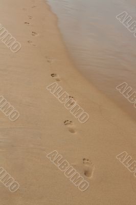 footprints in the sand on the beach
