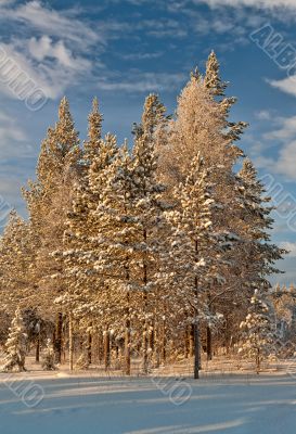Winter forest landscape