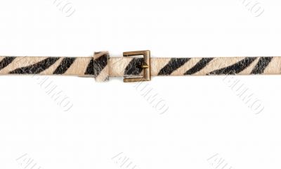 Female leopard belt