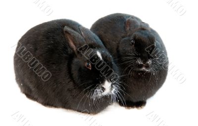 two rabbits isolated on white background
