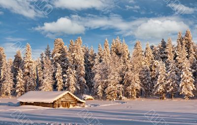 dug in the winter frosty forest