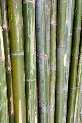 green bamboo stems are horizontal