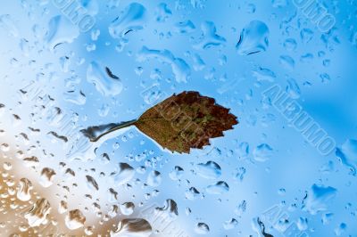 Yellow leaf on the glass.