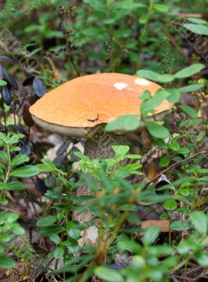 Wild mushrooms