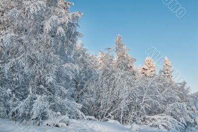 Winter snow-covered forest on the background of blue sky