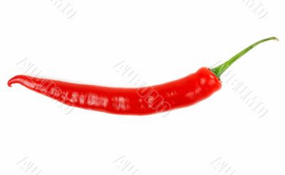 Hot chili peppers isolated on white