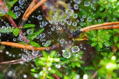water drop on spider web