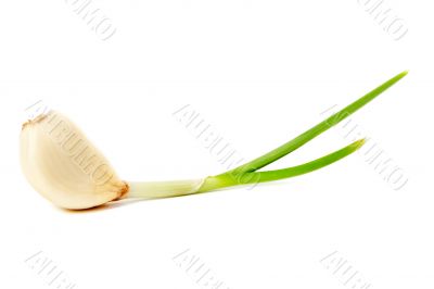 Clove of garlic on a white background