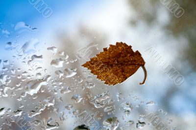 Autumn sheet.