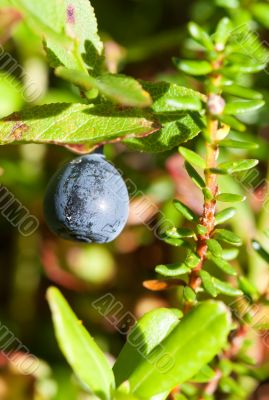 whortleberry ripening in a wood