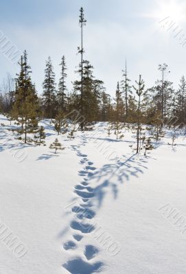 Footprints in the snow in winter forest