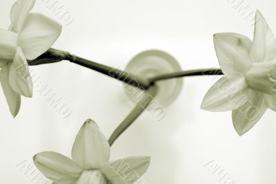 Daffodils