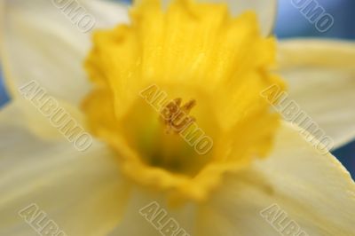 Daffodil macro