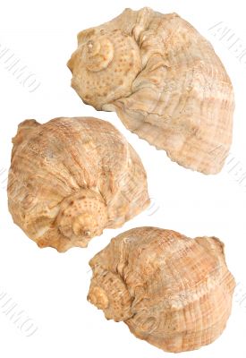 Three seashells,isolated