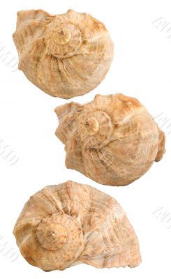 Three seashells,isolated 
