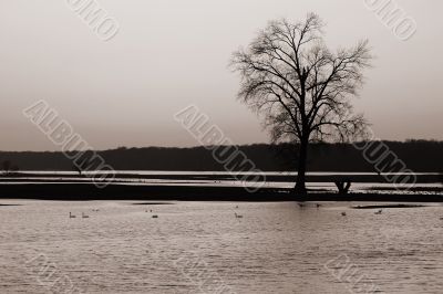 Swans at the sundown